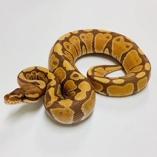 Ultramel Ball Python by BHB Reptiles - MorphMarket
