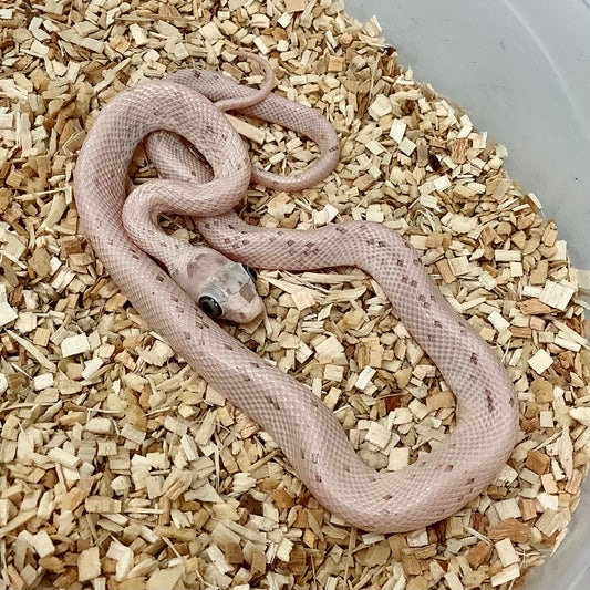 Palmetto Corn Snake by BHB Reptiles MorphMarket
