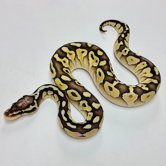 Pastel Lesser Ball Python by BHB Reptiles - MorphMarket