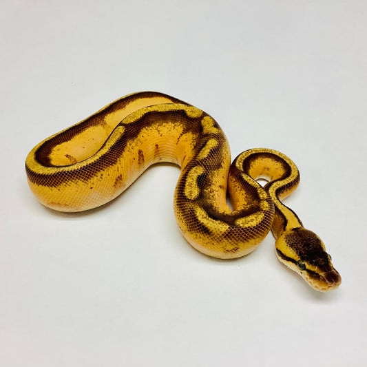 Enchi Stripe Ball Python by BHB Reptiles MorphMarket