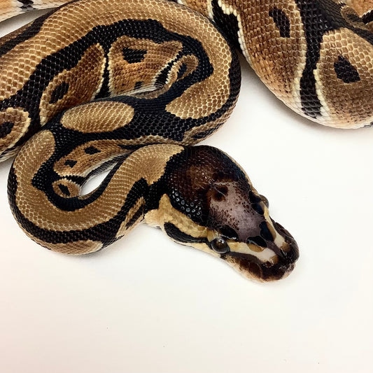 Scaleless Head Ball Python by BHB Reptiles