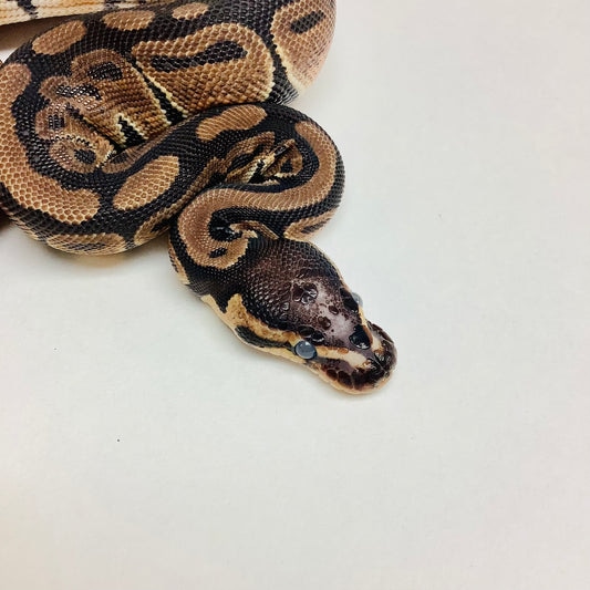 Scaleless Head Ball Python by BHB Reptiles - MorphMarket