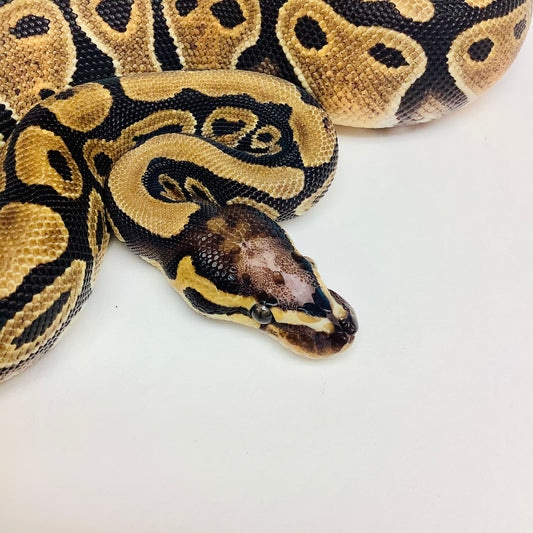 Scaleless Head Ball Python by BHB Reptiles
