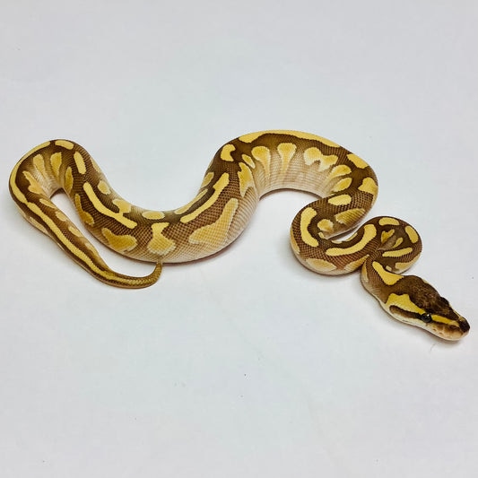 Enchi Lesser Ball Python by BHB Reptiles MorphMarket