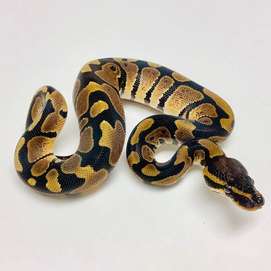 Het Albino Ball Python by BHB Reptiles - MorphMarket