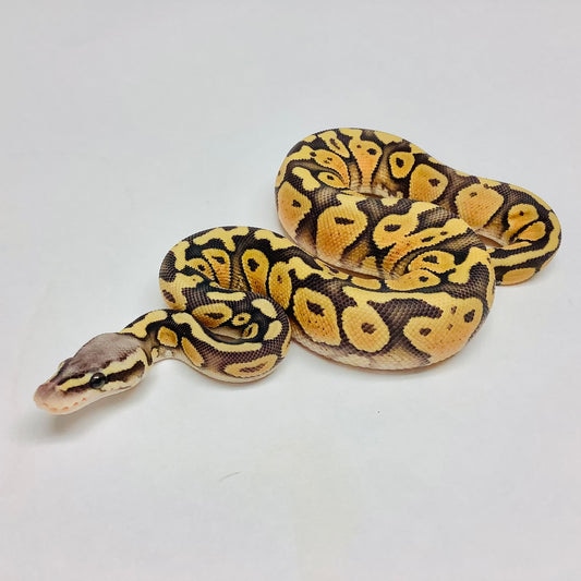 Pastel Ghost Ball Python by BHB Reptiles MorphMarket