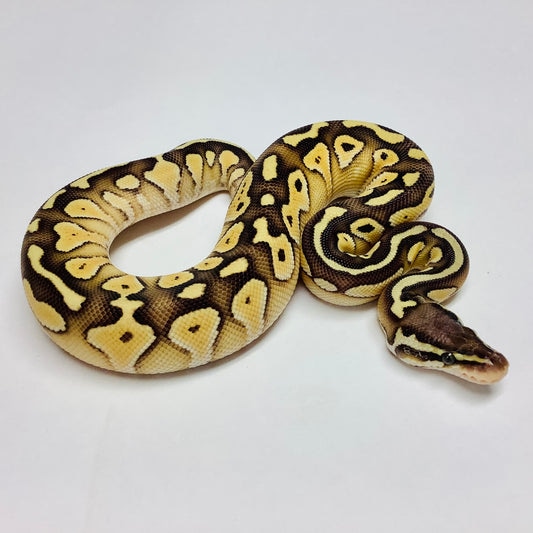 Pastel Lesser Ball Python by BHB Reptiles - MorphMarket