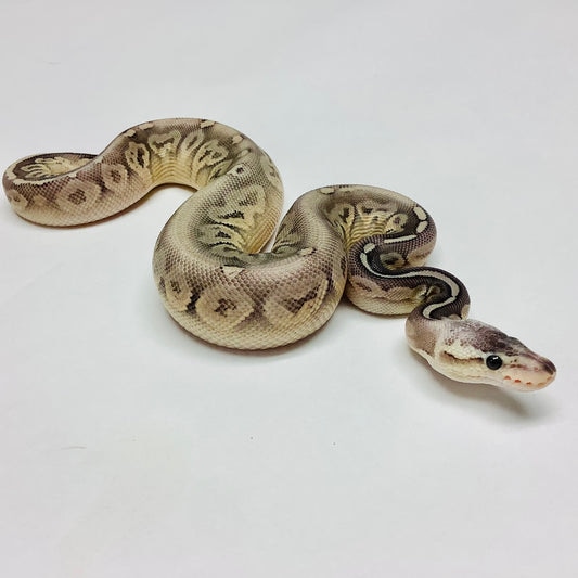 Sterling Ball Python by BHB Reptiles