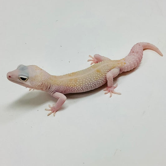 Mack Snow Raptor W/Y Leopard Gecko by BHB Reptiles - MorphMarket