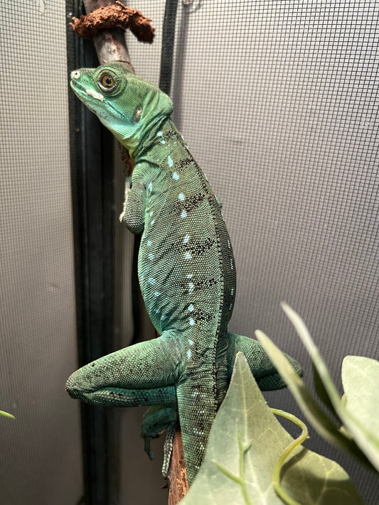 Green Basilisk Lizard Leopard Gecko by BHB Reptiles MorphMarket