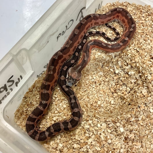 Scaleless Western Rat Snake by BHB Reptiles MorphMarket