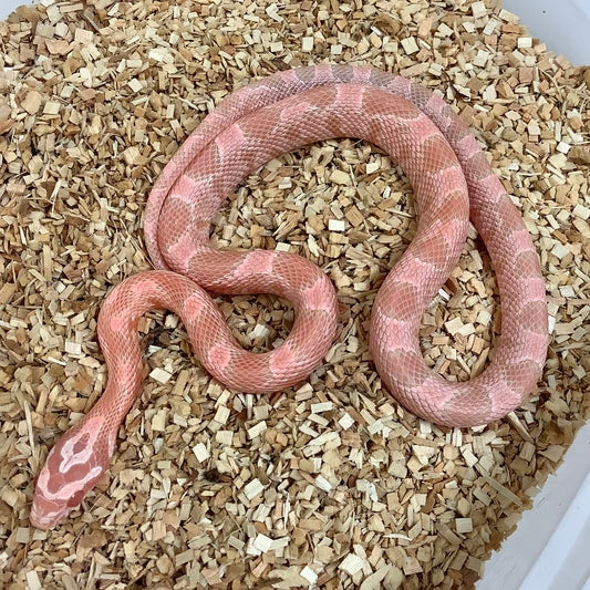 Coral Snow Corn Snake