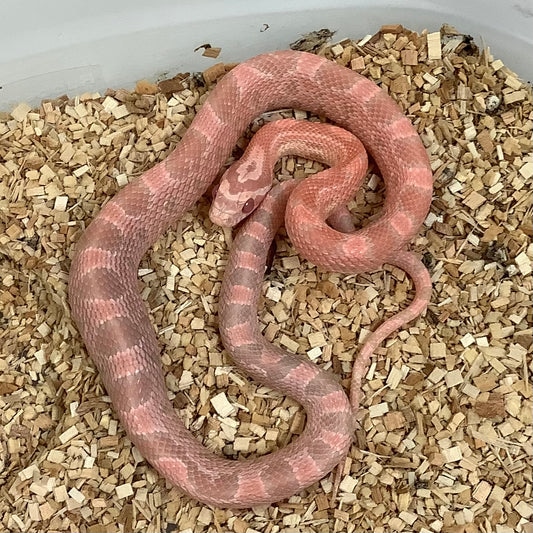 Coral Snow Corn Snake by BHB Reptiles MorphMarket