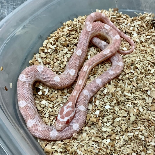 Snow Motley Het Scaleless Corn Snake by BHB Reptiles - MorphMarket