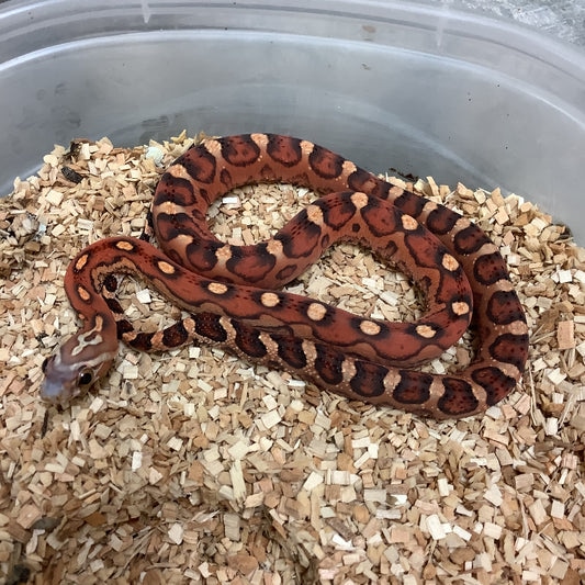 Scaleless Okeetee Corn Snake by BHB Reptiles MorphMarket