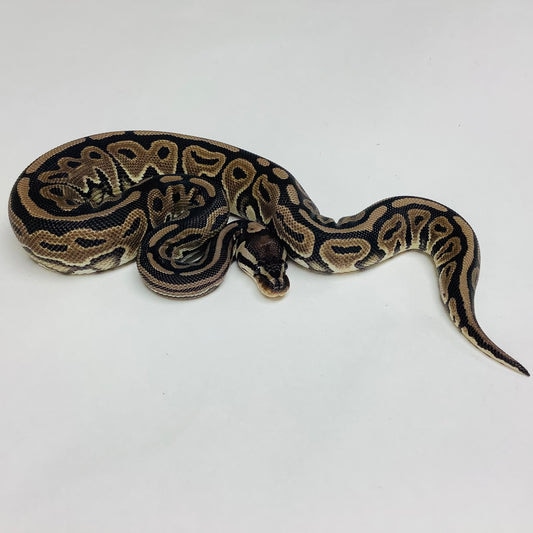 Lori Ball Python by BHB Reptiles MorphMarket