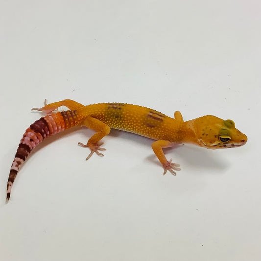 Sunglow Albino Tremper Pos Het Eclipse Leopard Gecko by BHB Reptiles