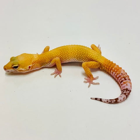Sunglow Albino Tremper Pos Het Eclipse Leopard Gecko by BHB Reptiles