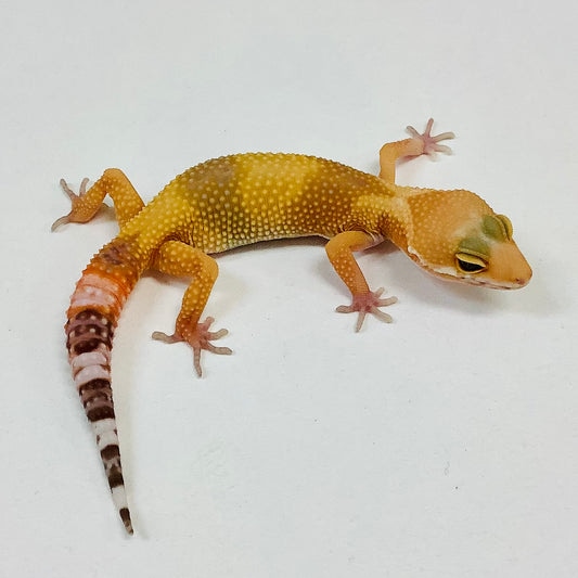 Sunglow Albino Tremper Pos Het Eclipse Leopard Gecko by BHB Reptiles ...