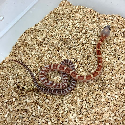 Scaleless Western Rat Snake by BHB Reptiles MorphMarket