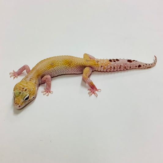 Mack Snow Raptor W/Y Leopard Gecko by BHB Reptiles