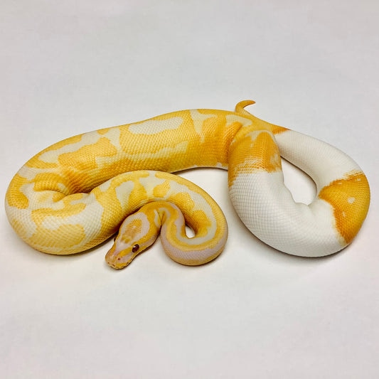 Dreamsicle Ball Python by BHB Reptiles