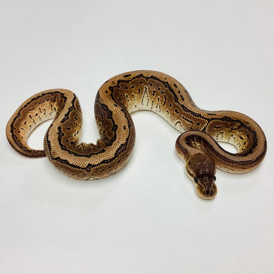 Cinnamon Pinstripe Ball Python by BHB Reptiles - MorphMarket