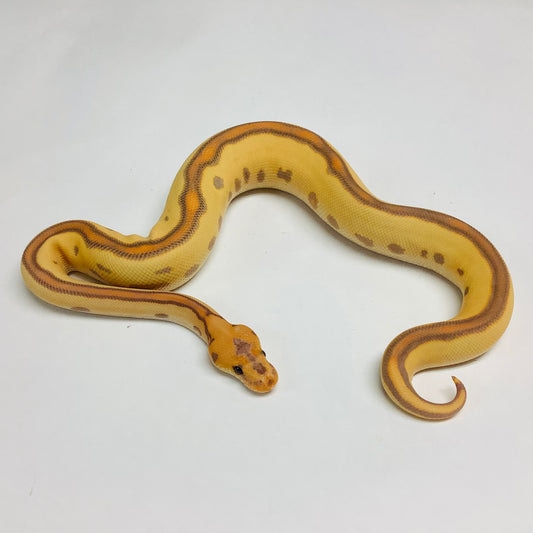 Banana Leopard Clown Ball Python by BHB Reptiles MorphMarket