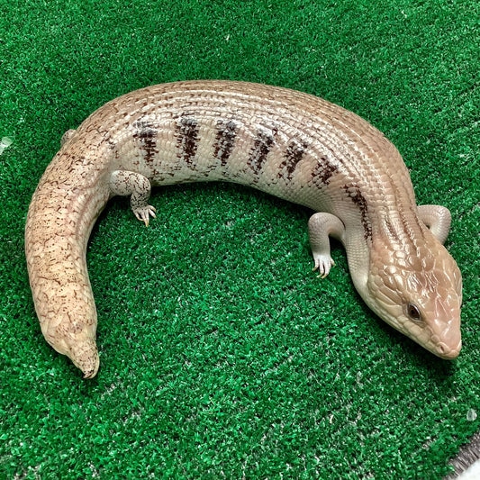 Adult Northern BlueTongued Skink by BHB Reptiles MorphMarket
