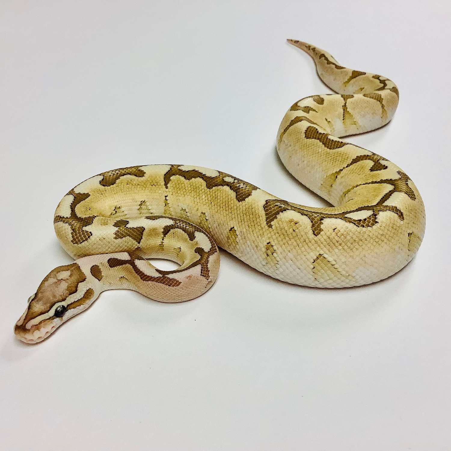 Vanilla Bamboo Male - #2021M05 Ball Python by BHB Reptiles - MorphMarket