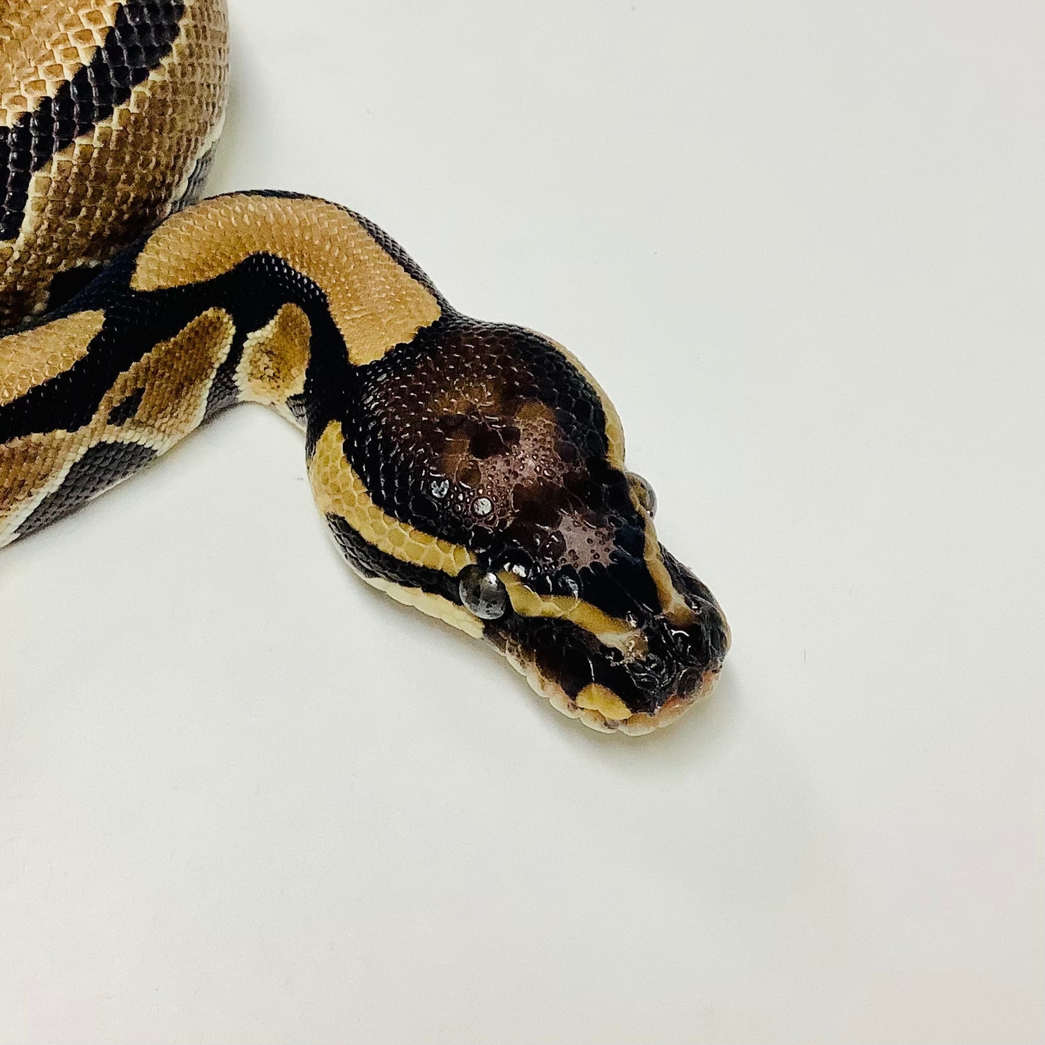 Scaleless Head Ball Python - Male #2021M03-1 by BHB Reptiles - MorphMarket