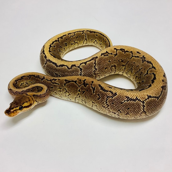 Pinstripe Red Stripe Yellowbelly Ball Python - Female #2021F01-1 by BHB ...