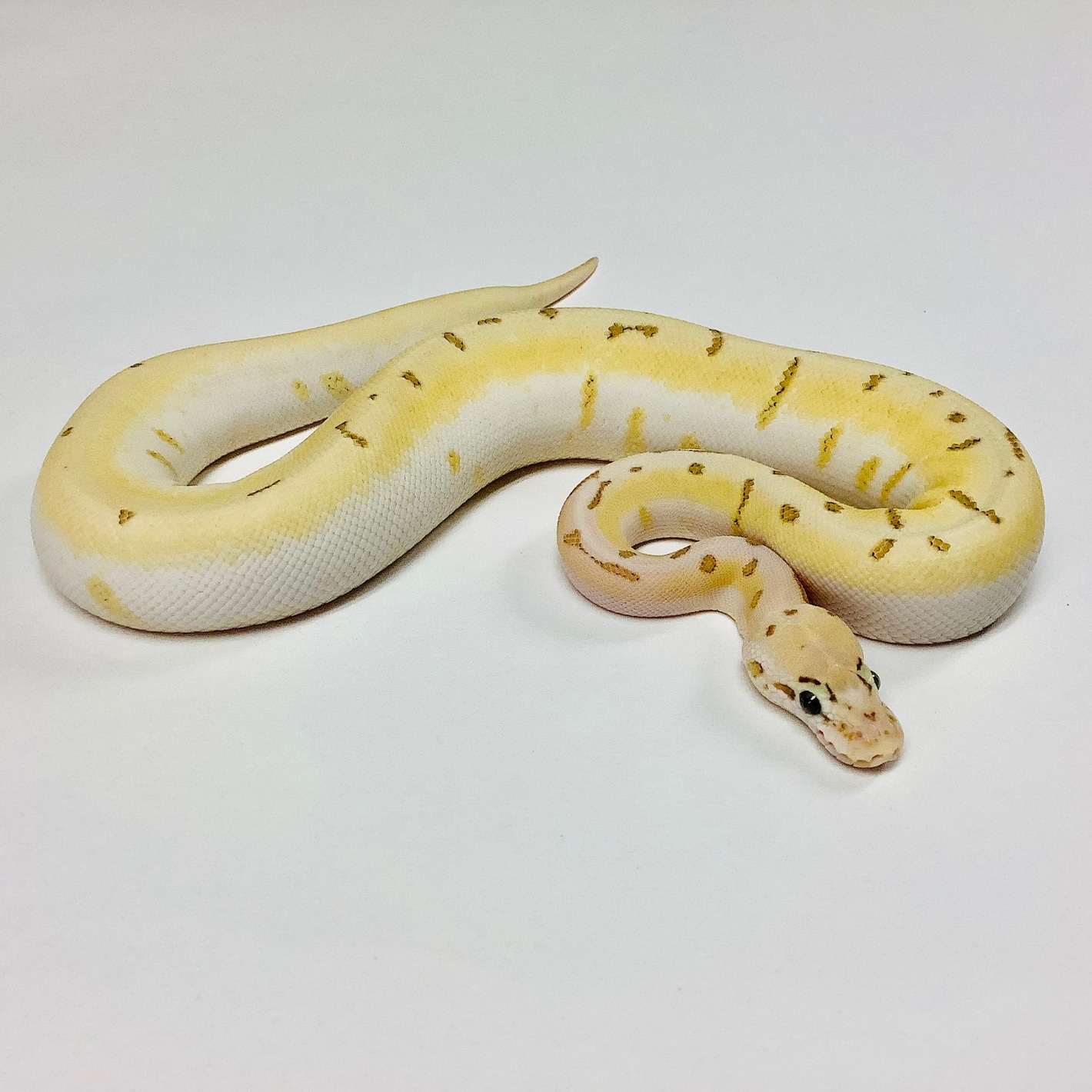 Pastel Super Enchi Bamboo Spinner Ball Python Female - #2021F01 Ball Pythons by BHB Reptiles - MorphMarket