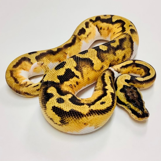 Pastel Enchi Pied Ball Python Male 2022M01 by BHB Reptiles