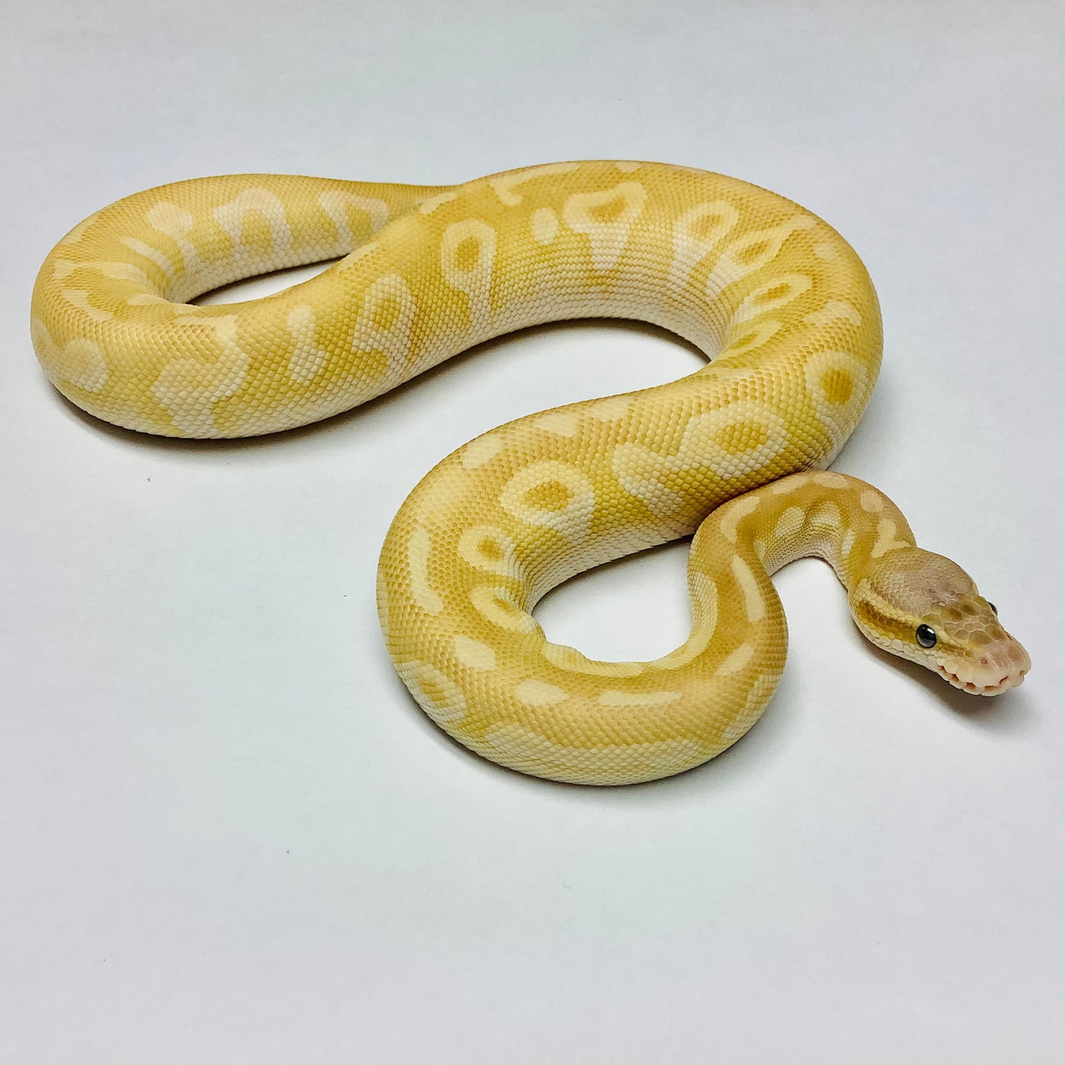 Pastel Crystal - Female - #2021F05-1 Female Ball Python by BHB Reptiles ...