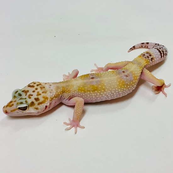 Mack Snow Tremper Albino W/Y Het Eclipse Leopard Gecko