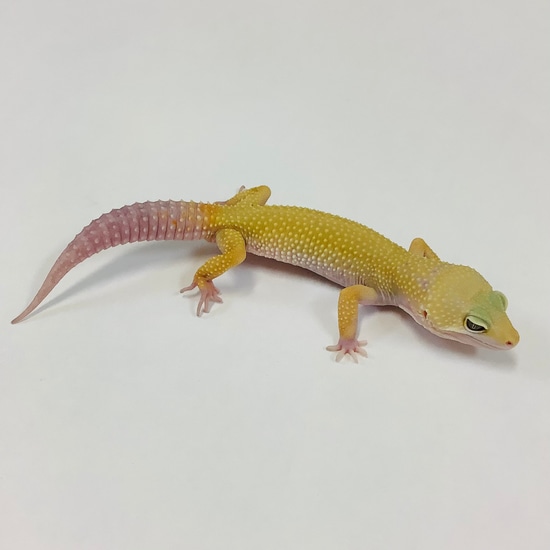 Mack Snow Tremper Albino Murphy Patternless Leopard Gecko-Male- #C-AA3