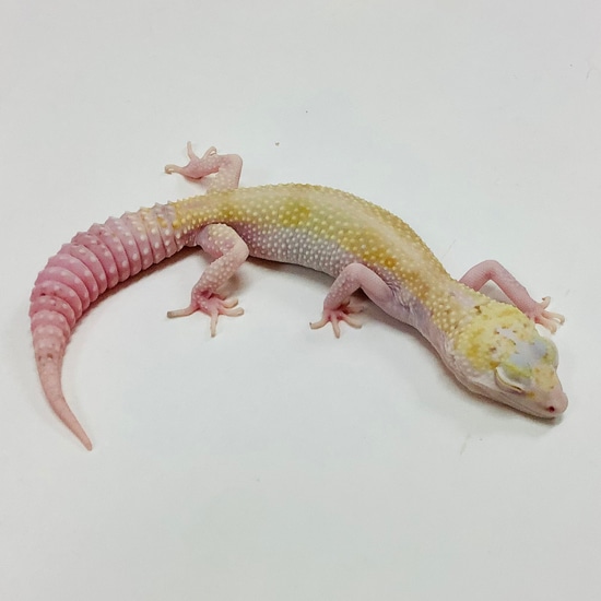 Mack Snow Radar W/Y Leopard Gecko- Female #F-M6-62519-1 by BHB Reptiles