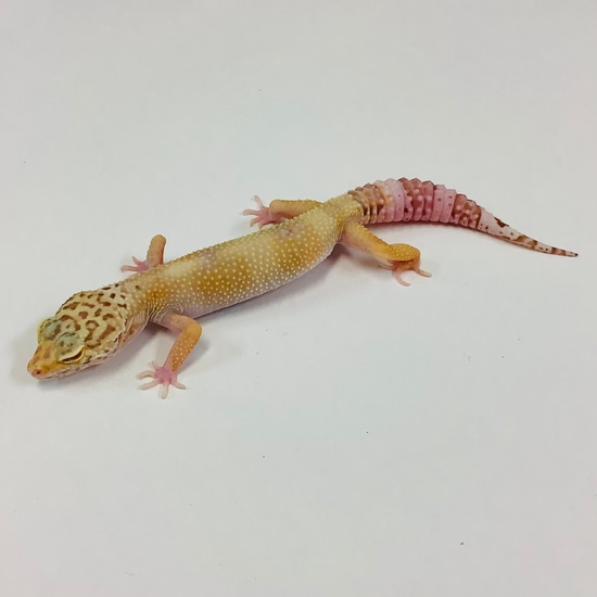 Mack Snow Raptor Leopard Gecko Female #B-F10-71620-1 by BHB Reptiles