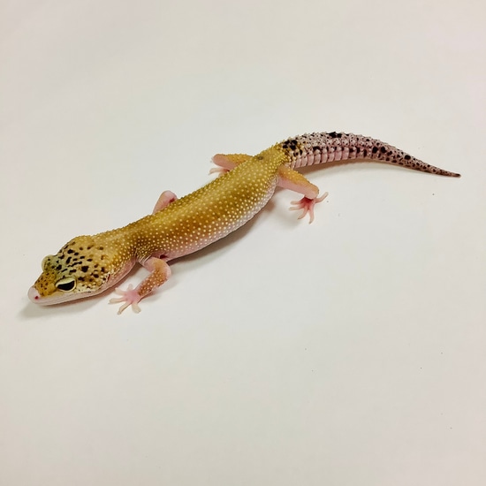 Mack Snow Eclipse W/Y Pos Het Tremper Leopard Gecko Female #F-H12-81920