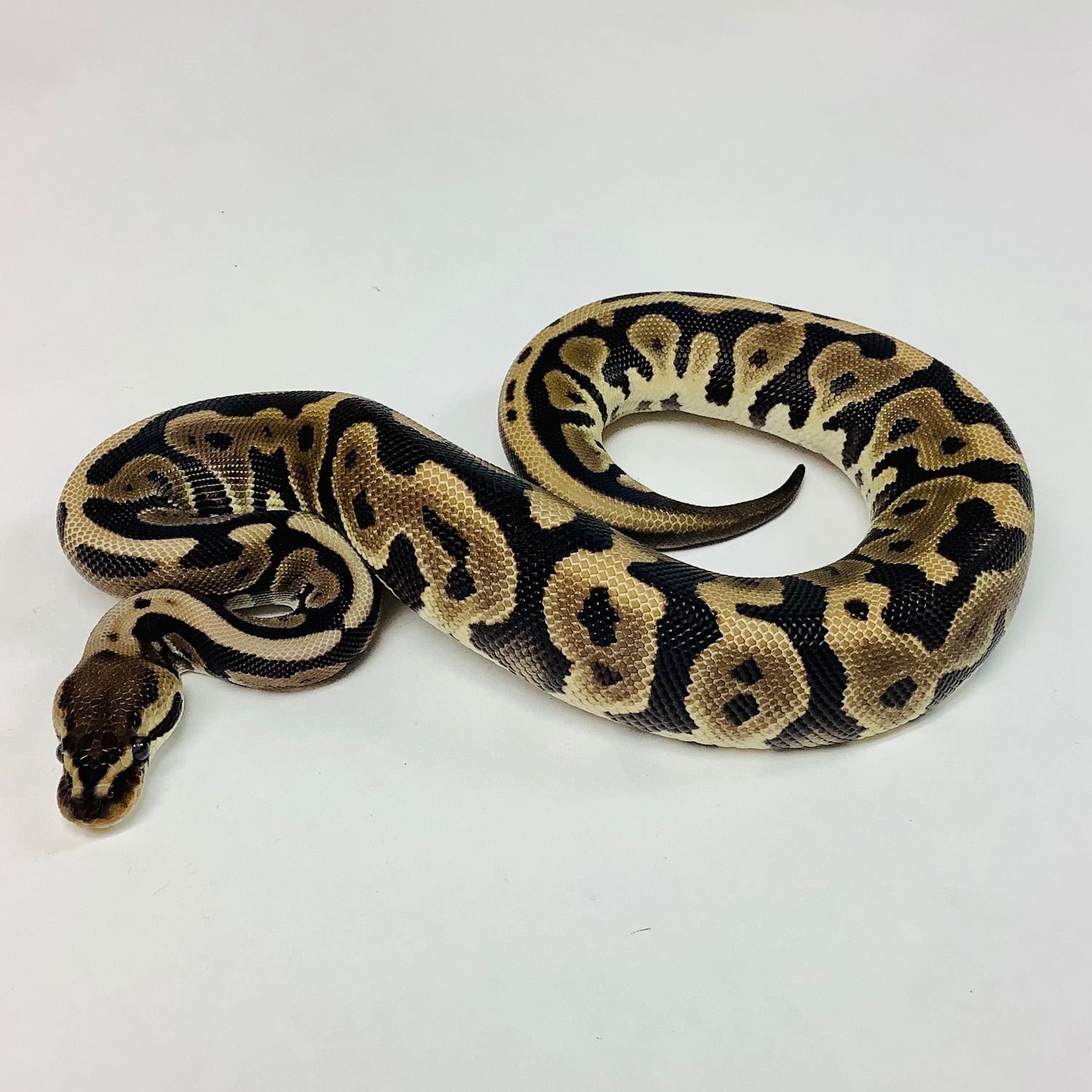 Lori Leopard - Female #2022F01 Female Ball Python by BHB Reptiles ...