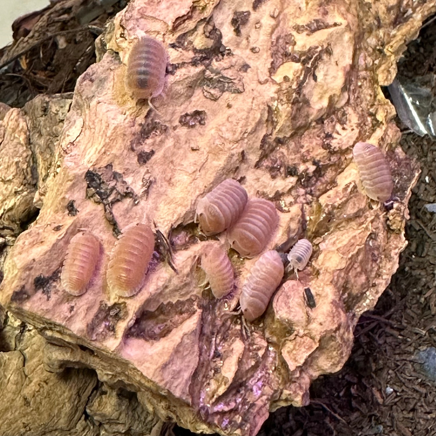 For Sale Isopod by BHB Reptiles MorphMarket