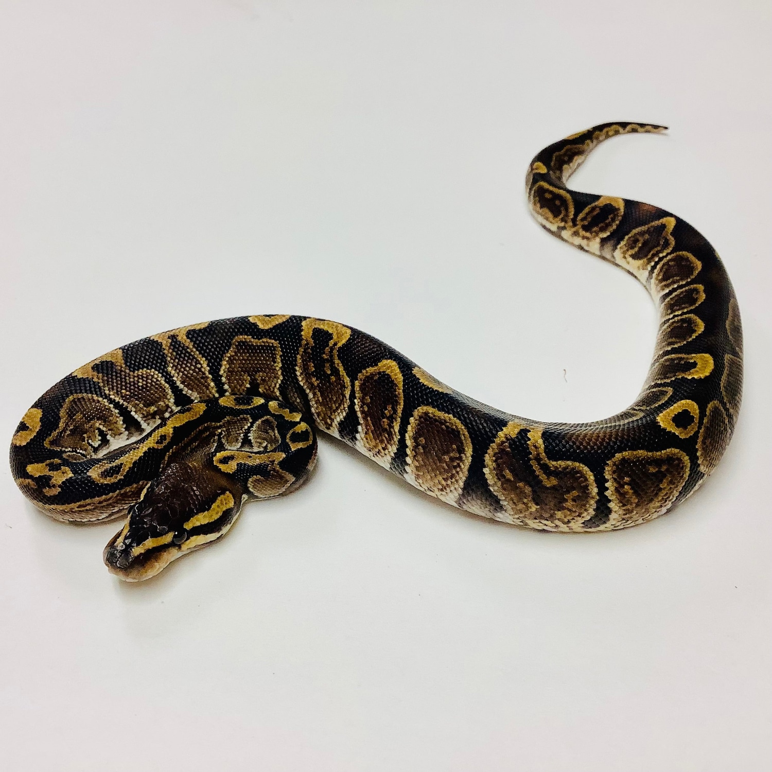 GHI - Female #2021F05 Ball Python by BHB Reptiles - MorphMarket