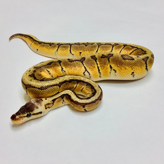 Enchi Lemonblast Ball Python Female 2022F02 By BHB Reptiles Enchi lemonblast ball python female 2022f02 by bhb reptiles