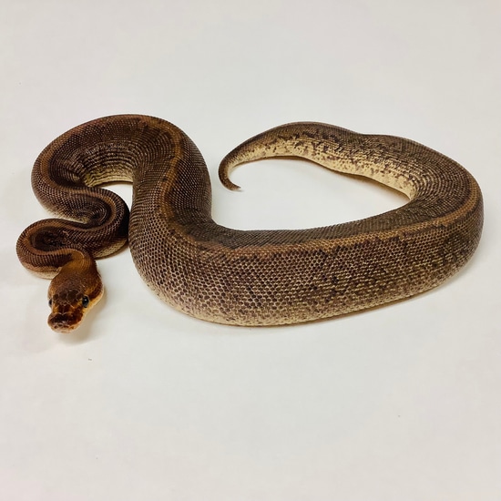 Python Camou Camo Ball Python - Female #2021F02-1 by BHB Reptiles