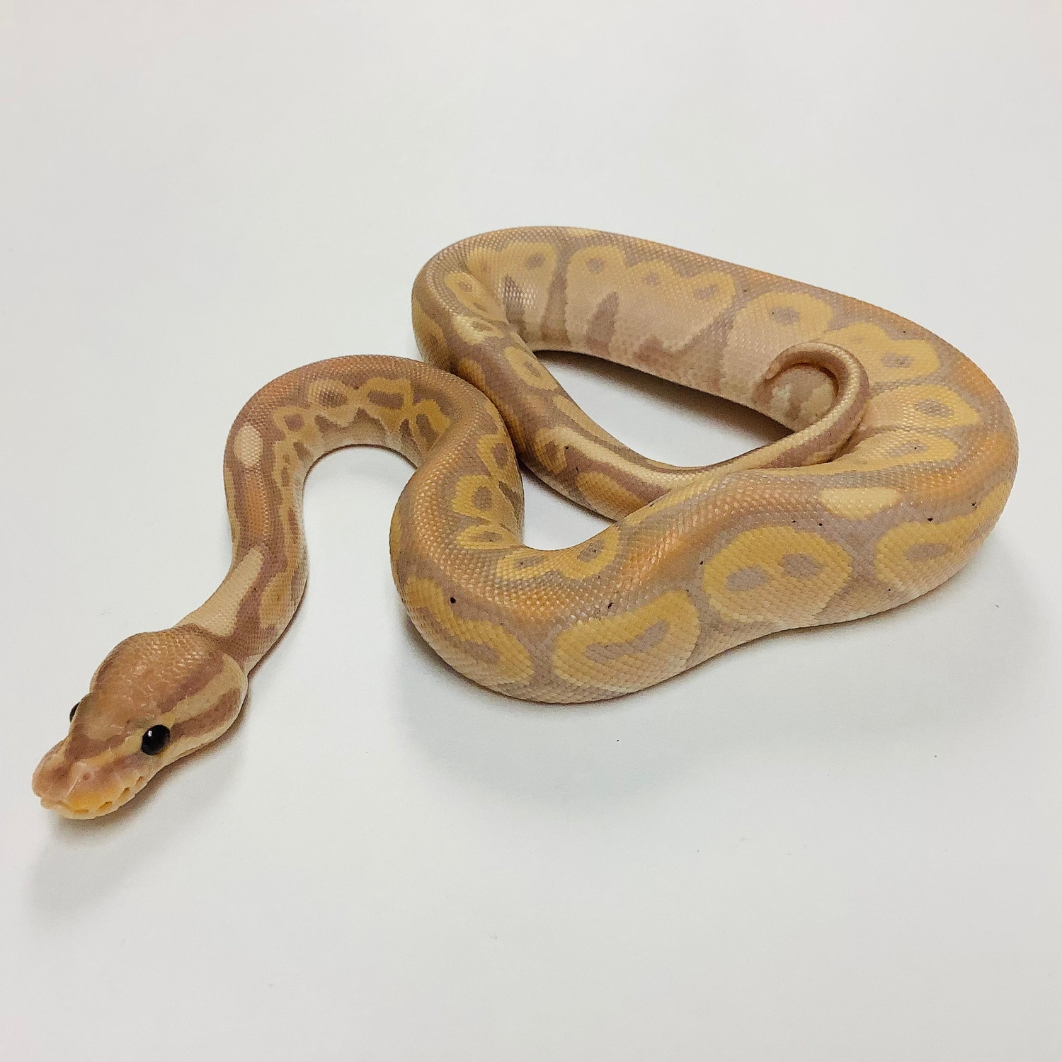 Banana Lori Male 2022M02 Ball Python by BHB Reptiles MorphMarket