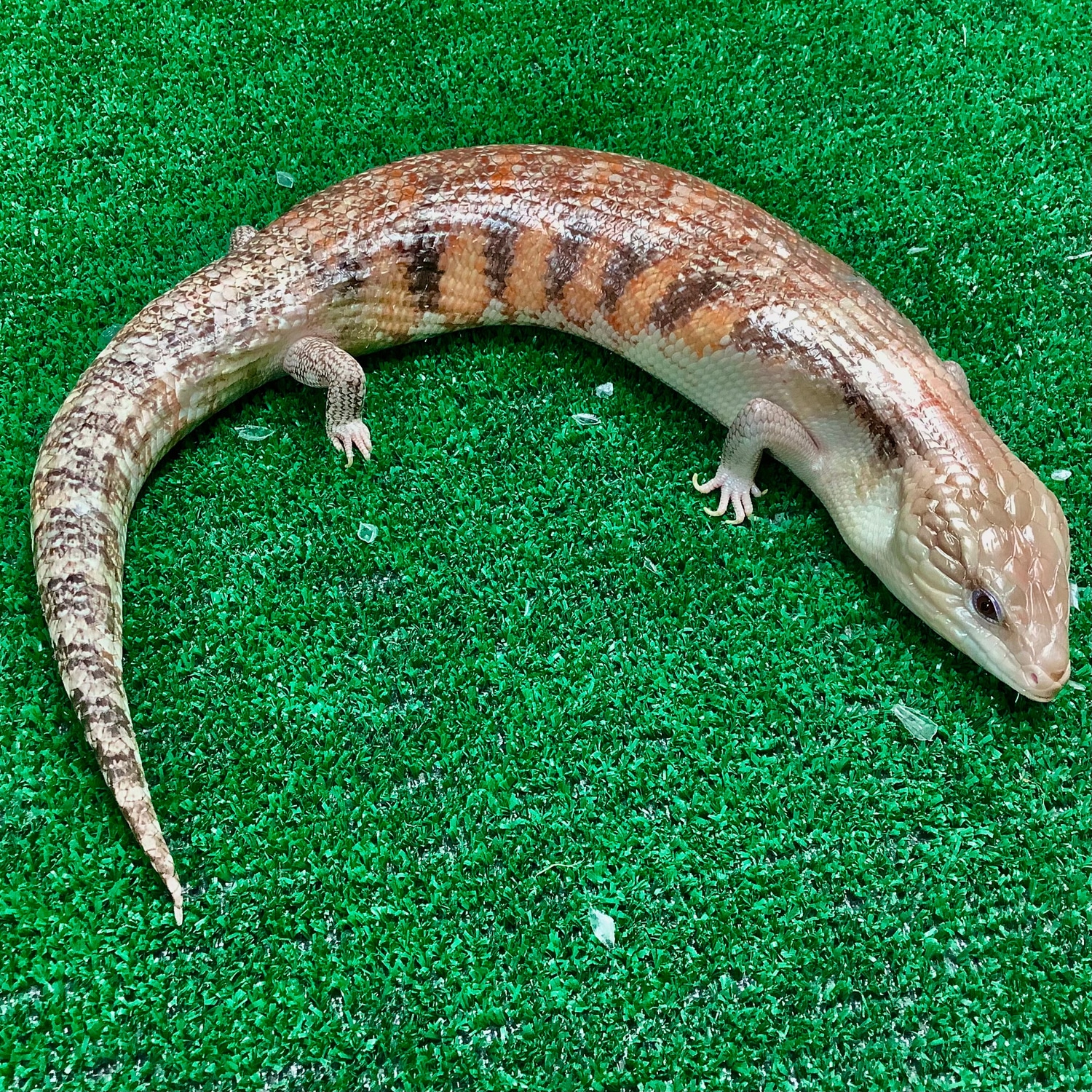 Adult Northern Blue Tongue Skink 02 Default Title Other Skink by BHB