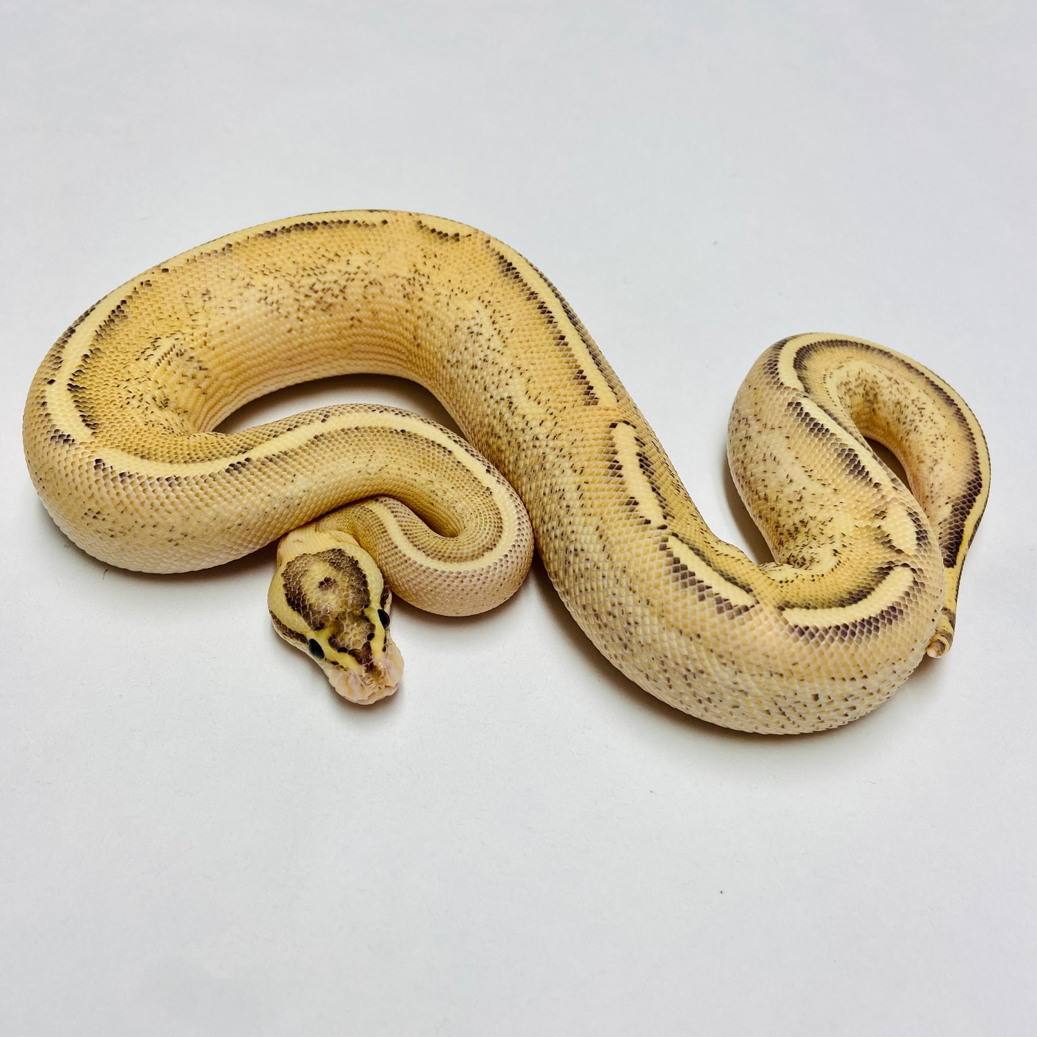 Puma - Female - #2022F01 Ball Python by BHB Reptiles - MorphMarket