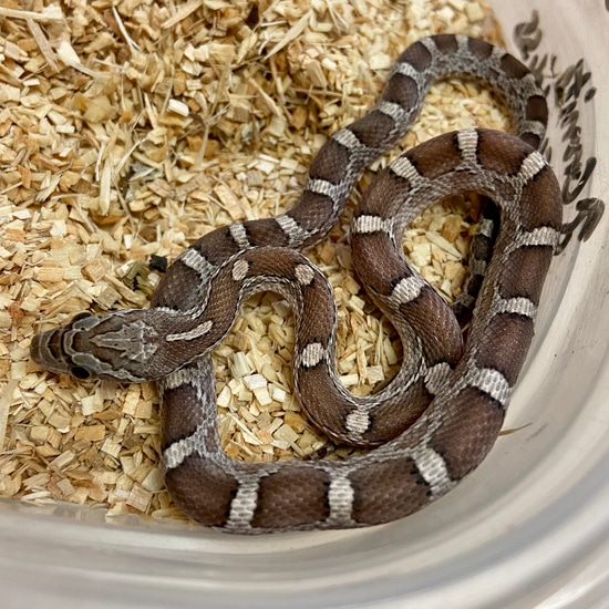 Granite Het Scaleless Cornsnake- 2022 Male Corn Snake by BHB Reptiles
