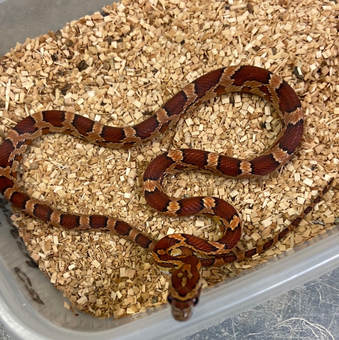 Het Anerythristic 2022 Female F01 Corn Snake by BHB Reptiles - MorphMarket